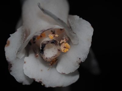 Monotropa uniflora, photographed by Clay Gibbons