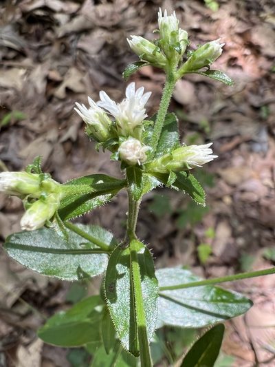 Sericocarpus asteroides, photographed by Anne Parker