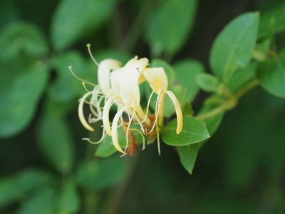 Lonicera japonica, photographed by mefisher