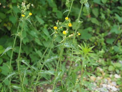 Sonchus asper, photographed by mefisher