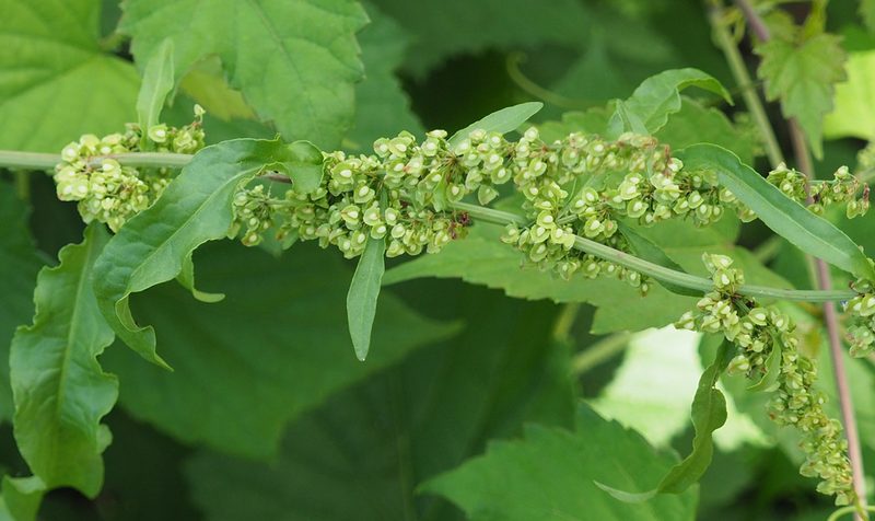 Rumex crispus, photographed by mefisher
