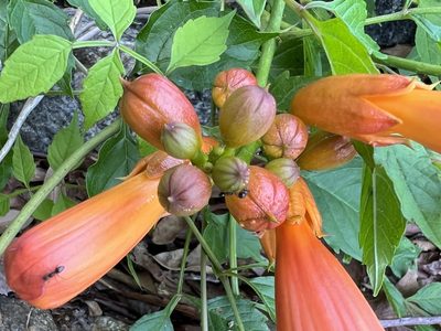 Campsis radicans, photographed by Anne Parker