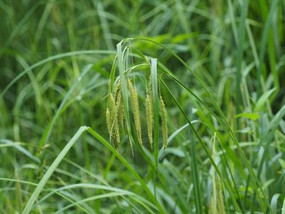Carex crinita, photographed by mefisher