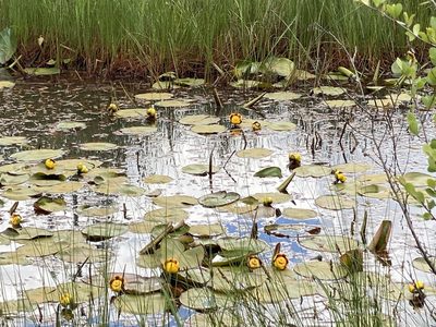 Nuphar variegata, photographed by Sara L Giles