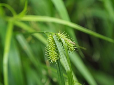 Carex lurida, photographed by mefisher