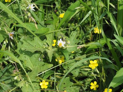Solanum carolinense, photographed by mefisher