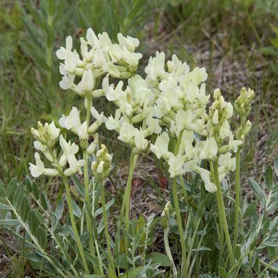 Oxytropis sericea