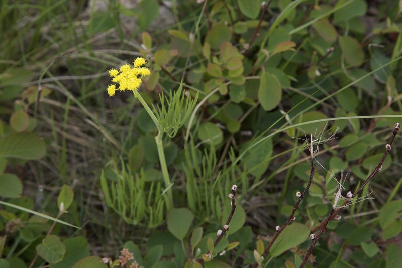 Lomatium triternatum, photographed by John Krampl