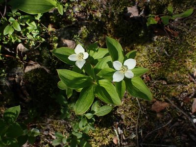 Cornus canadensis, photographed by Mary Krieger