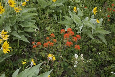 Castilleja hispida