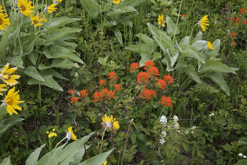 Castilleja hispida, photographed by John Krampl