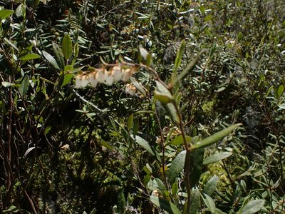 Chamaedaphne calyculata, photographed by Mary Krieger