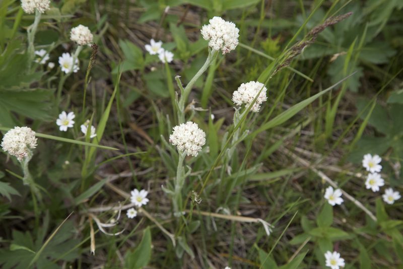 Antennaria anaphaloides, photographed by John Krampl