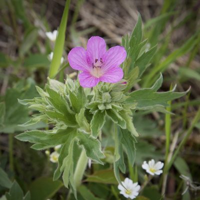 Geranium viscosissimum, photographed by John Krampl