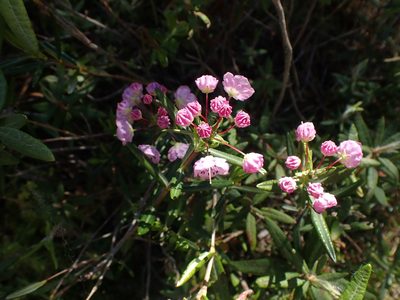 Kalmia polifolia, photographed by Mary Krieger