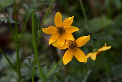 Bidens ballsii, photographed by Neptalí Ramírez Marcial