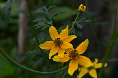 Bidens ballsii, photographed by Neptalí Ramírez Marcial