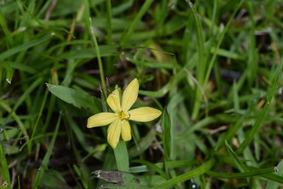 Sisyrinchium tenuifolium, photographed by Neptalí Ramírez Marcial