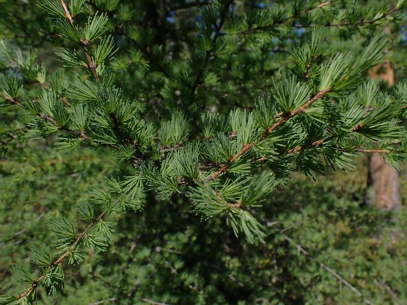 Larix laricina, photographed by Mary Krieger