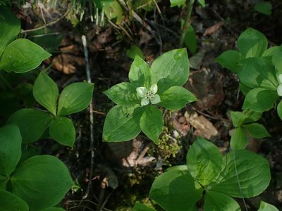 Cornus canadensis, photographed by Mary Krieger