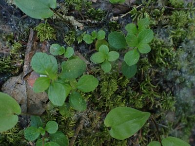 Linnaea borealis, photographed by Mary Krieger