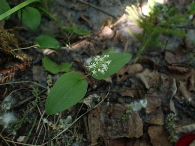 Maianthemum canadense, photographed by Mary Krieger
