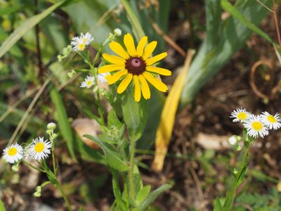 Rudbeckia hirta, photographed by mefisher