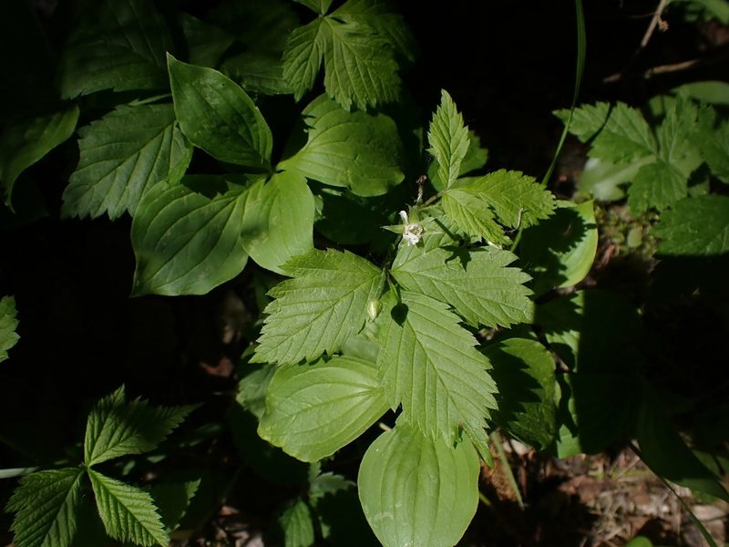 Rubus pubescens, photographed by Mary Krieger