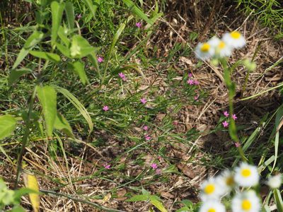 Dianthus armeria, photographed by mefisher