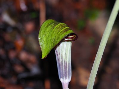 Arisaema triphyllum, photographed by Clay Gibbons