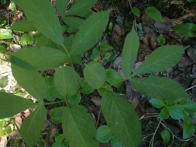 Aralia nudicaulis, photographed by Mary Krieger