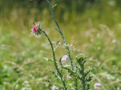 Carduus nutans, photographed by mefisher