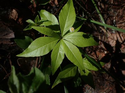 Lysimachia borealis, photographed by Mary Krieger