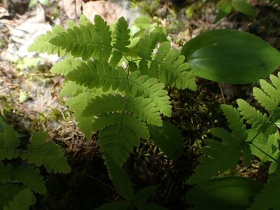 Gymnocarpium dryopteris, photographed by Mary Krieger