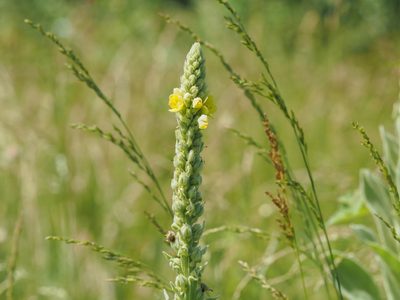 Verbascum thapsus, photographed by mefisher