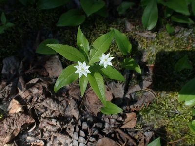 Lysimachia borealis, photographed by Mary Krieger