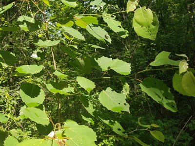 Populus grandidentata, photographed by Ethan Rose