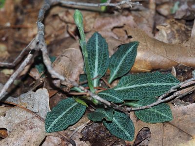 Goodyera pubescens, photographed by Clay Gibbons