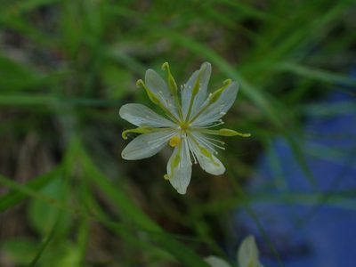 Coptis trifolia