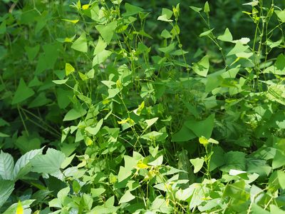 Polygonum perfoliatum, photographed by mefisher
