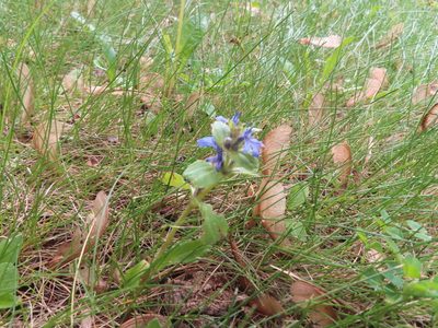 Ajuga genevensis, photographed by Eric Schmidt