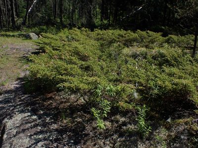 Juniperus communis, photographed by Mary Krieger