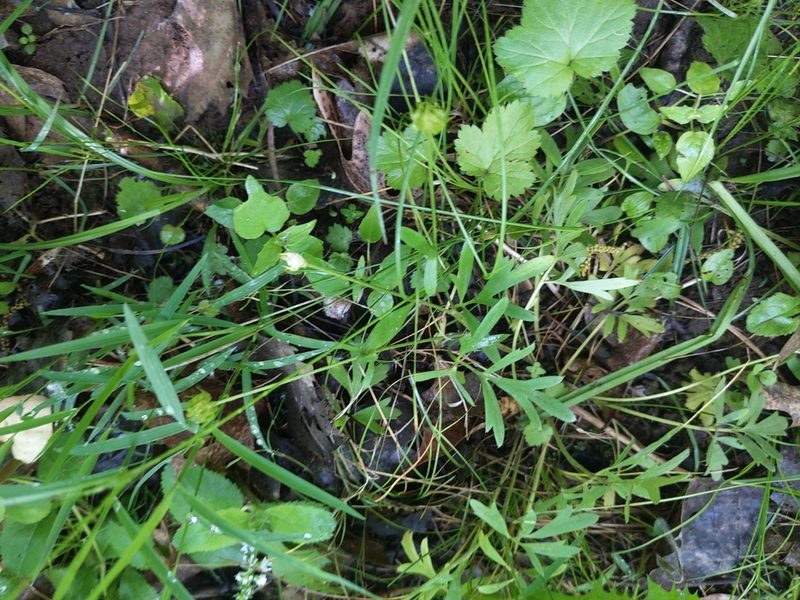 Ranunculus fascicularis, photographed by Ethan Rose