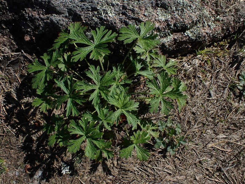 Geranium bicknellii, photographed by Mary Krieger