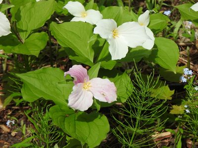 Trillium grandiflorum, photographed by Liren Varghese