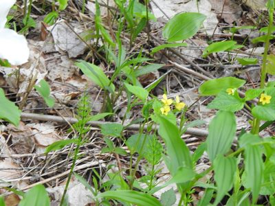 Viola pubescens, photographed by Liren Varghese