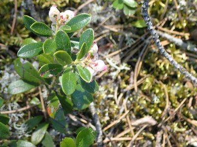 Arctostaphylos uva-ursi, photographed by Mary Krieger