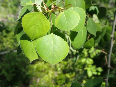 Populus tremuloides, photographed by Mary Krieger