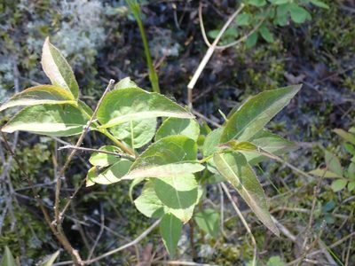 Diervilla lonicera, photographed by Mary Krieger