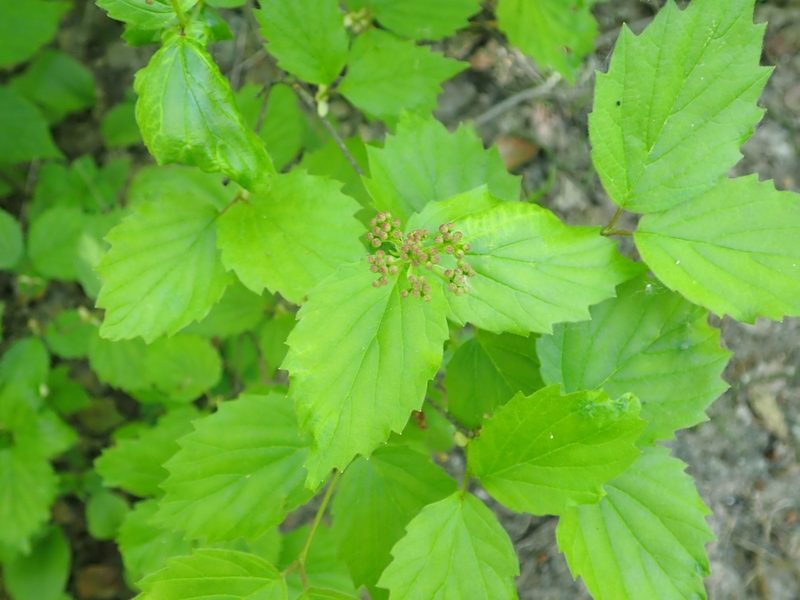 Viburnum rafinesqueanum, photographed by Mary Krieger